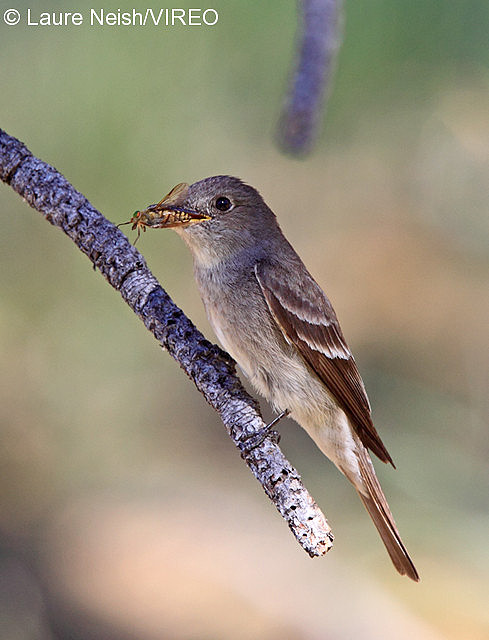 Western Wood-Pewee n10-16-025.jpg